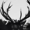 Ihsahn by  Ihsahn 